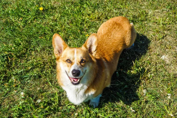 Rosso Capelli Gallese Corgi Pembroke Corgi Ritratto — Foto Stock