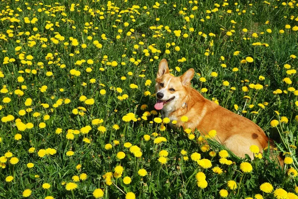 Ciepły Słoneczny Dzień Welsh Corgi Pembroke Dog Relaks Polu Mniszka — Zdjęcie stockowe