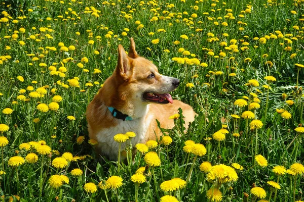 Día Cálido Soleado Perro Galés Corgi Pembroke Relajándose Campo Diente — Foto de Stock
