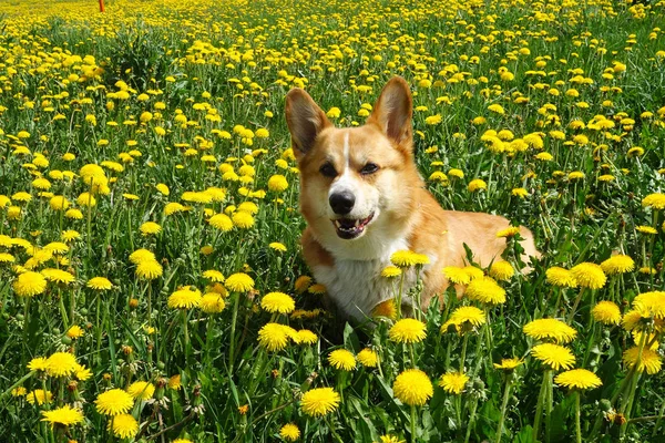 Warm Sunny Day Welsh Corgi Pembroke Dog Relaxing Dandelion Field — Stock Photo, Image