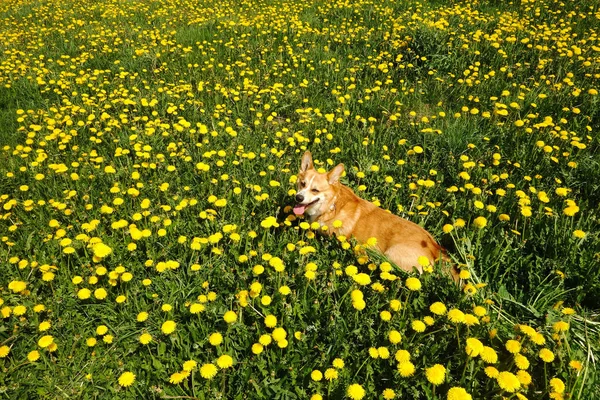 Warm Sunny Day Welsh Corgi Pembroke Dog Relaxing Dandelion Field — Stock Photo, Image