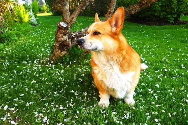 Rojo Pelo Galés Corgi Pembroke Sentarse Pétalos Manzano Puesta Del — Foto de Stock