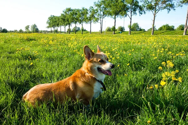 Gallois Corgi Pembroke Jouer Plein Air Dans Champ Pissenlit Été — Photo