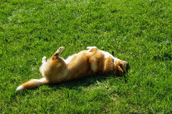 赤毛のウェールズコーギーペンブロークは 春の公園でその生活を楽しんでいます — ストック写真