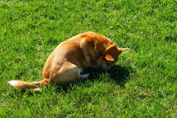 Galés Corgi Pembroke Perro Paseo Aire Libre Verano Entrenamiento Perros — Foto de Stock
