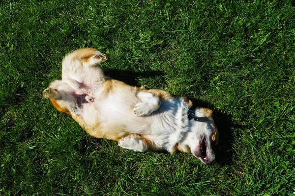 Red Haired Welsh Corgi Pembroke Geniet Van Het Leven Het — Stockfoto