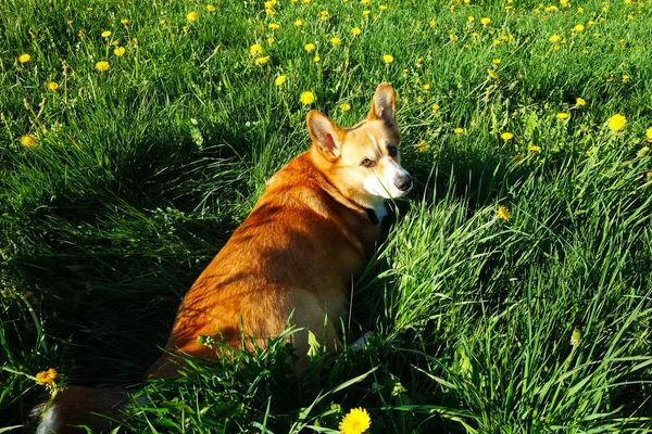 Walisischer Corgi Pembroke Spielt Sommer Auf Dem Löwenzahnfeld — Stockfoto