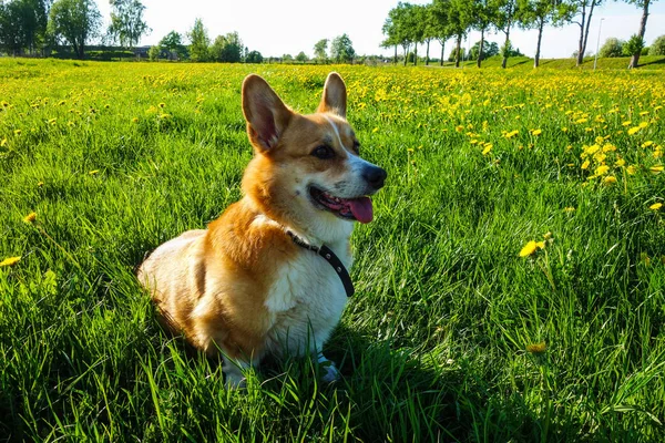 Gallois Corgi Pembroke Jouer Plein Air Dans Champ Pissenlit Été — Photo