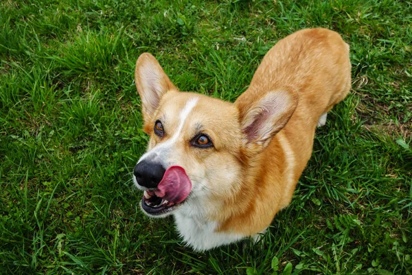 Galês Corgi Pembroke Cão Verão Passeio Livre Treinamento Cão Olhos — Fotografia de Stock