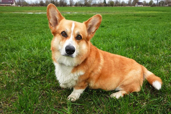 Galês Corgi Pembroke Cão Verão Passeio Livre Treinamento Cão Olhos — Fotografia de Stock