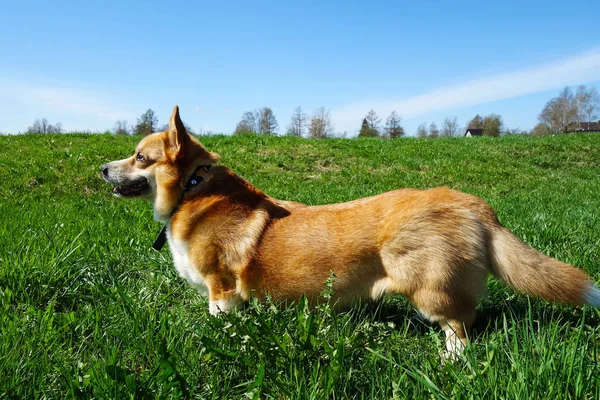 Rothaariger Walisischer Corgi Pembroke Genießt Sein Leben Frühlingspark — Stockfoto