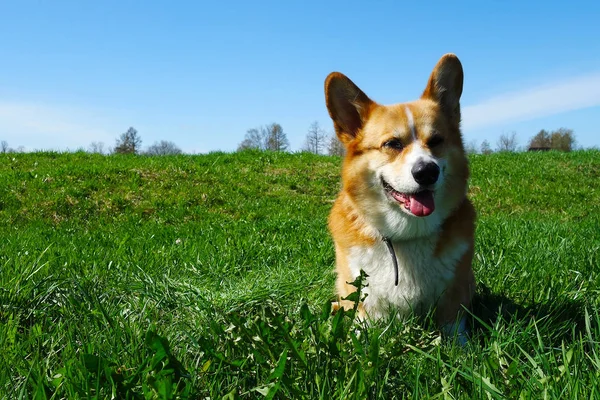 Rosso Capelli Gallese Corgi Pembroke Gode Sua Vita Nel Parco — Foto Stock