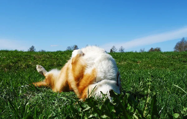 Rojo Pelo Galés Corgi Pembroke Disfruta Vida Parque Primavera —  Fotos de Stock