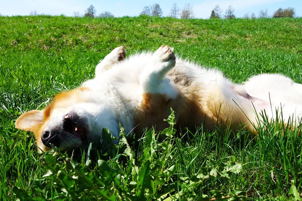 Rojo Pelo Galés Corgi Pembroke Disfruta Vida Parque Primavera — Foto de Stock