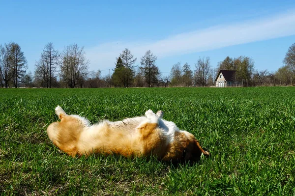 Czerwone Włosy Welsh Corgi Pembroke Cieszy Się Życiem Parku Wiosennym — Zdjęcie stockowe