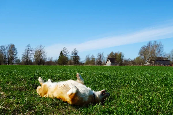 Rojo Pelo Galés Corgi Pembroke Disfruta Vida Parque Primavera — Foto de Stock