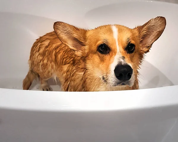 Vermelho Galês Corgi Pembroke Cão Tomar Banho — Fotografia de Stock