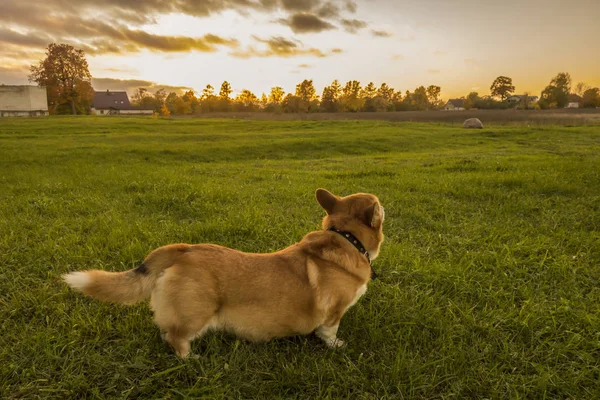 Welsh Corgi Pembroke Chien Saisonnier Automnh Marche Coucher Soleil Champ — Photo