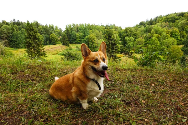 Welsh Corgi Pembroke Chien Saisonnier Automne Marche Dans Forêt — Photo