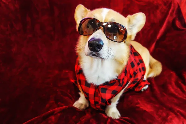 Pembroke Corgi Gallesi Posa Una Foto Una Camicia Piatto Occhiali — Foto Stock