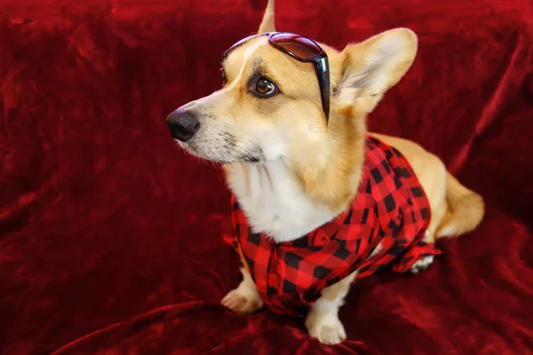 Welsh Corgi Pembroke Poseren Voor Een Foto Een Bord Shirt — Stockfoto