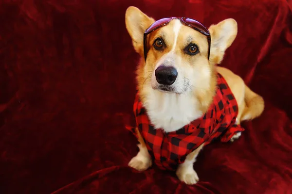 Galês Corgi Pembroke Posando Para Uma Foto Uma Camisa Prato — Fotografia de Stock