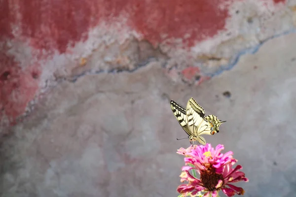 yellow butterfly on pink flower wallpaper , emty space, textured red surface, background wallpaper