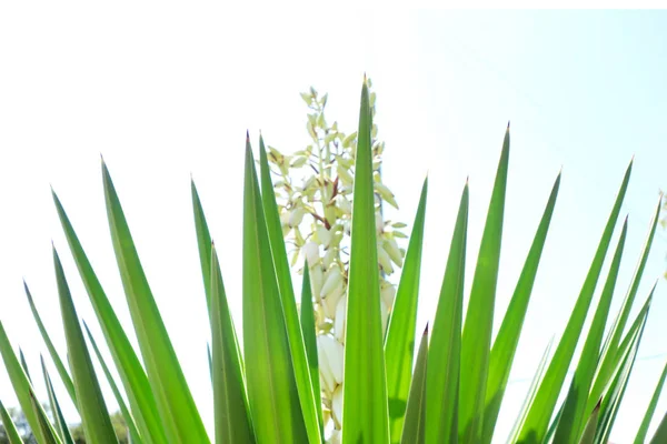 Agave Planta Com Pétalas Brancas Croácia — Fotografia de Stock