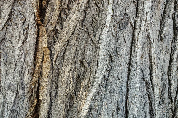 Σύνθεση Φόντου Φλοιού Δένδρου — Φωτογραφία Αρχείου