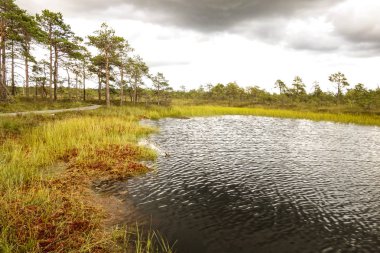 sooma Estonya milli bataklık parkı. Göl ve yüzme yeri. Sert bulutlar
