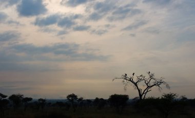 Beyaz sırtlı akbabalar, ölü bir ağacın dallarında oturmuş, öldürmek için bekliyorlar. Yuvalar ağacın çatalında. Ndutu NP, Ngorongoro Koruma Alanı, Tanzanya, Afrika.