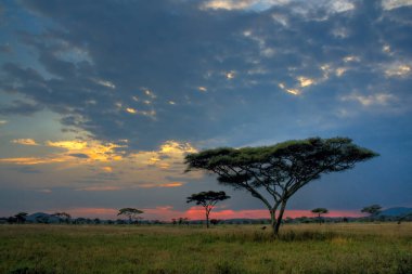 Afrika manzarası yerli Şemsiye Dikeni Akasya ağaçları, Ngorongoro Koruma Alanı.
