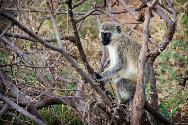 Een Vervet Monkey Zittend Een Stuk Dood Hout Nationaal Park — Stockfoto