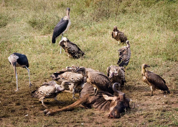 Een Zwerm Gieren Vecht Een Verse Dood Ngorogoro Krater Tanzania — Stockfoto