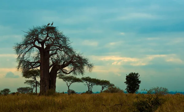Baobáb Fák Tanzániában — Stock Fotó