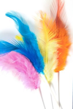 Renkli Tüy 'ün Beyaz Arkaplanda izole edilmiş yakın plan çekimi