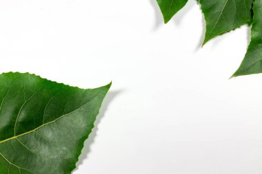 Beyaz arkaplanda yeşil taze yapraklar izole