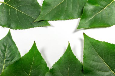 Beyaz arkaplanda yeşil taze yapraklar izole