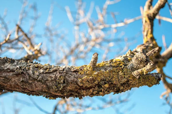 Ağaç Dalları Kırsal Üzerinde — Stok fotoğraf