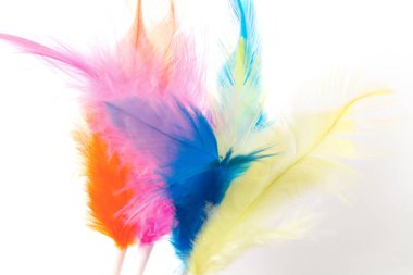 Renkli Tüy 'ün Beyaz Arkaplanda izole edilmiş yakın plan çekimi