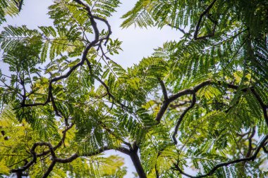 yeşil yaprakları ve ağaç dalları.