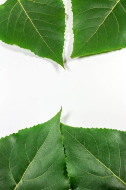 Beyaz arkaplanda yeşil taze yapraklar izole