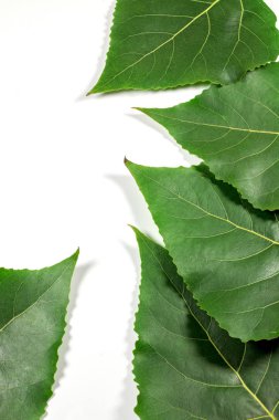 Beyaz arkaplanda yeşil taze yapraklar izole