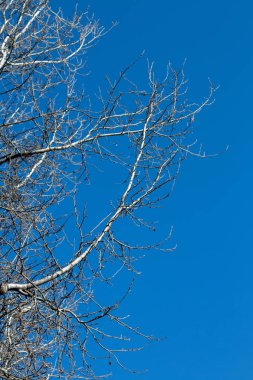 Kuru ağaç dalları güneş ışığı.