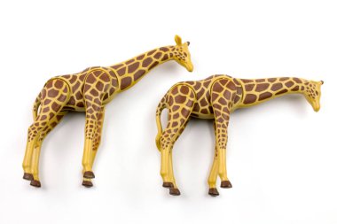close-up shot of toy plastic giraffes on white background