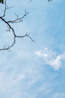 Mavi gökyüzünün önündeki ağaç dalları