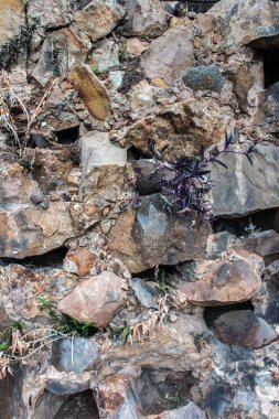 Barcelona, İspanya. 4 Eylül 2017. Montjuic mezarlığı Barcelona, Spain.The mezarlığı görünümü 4 Eylül 2017 üzerinde bir milyonu aşkın mezar ve kremasyon külleri, 500 metrekare içerir.