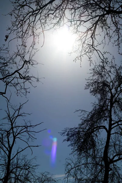 Árvore Ramos Agains Luz Solar — Fotografia de Stock