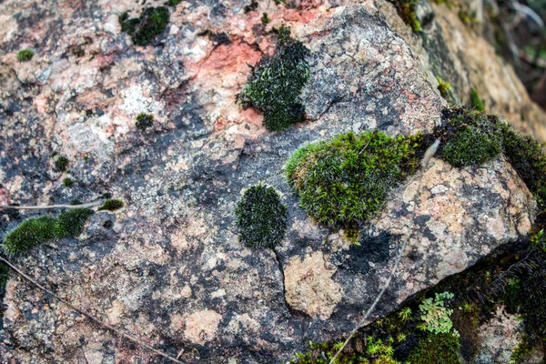 Textura Piedra Musgo — Foto de Stock