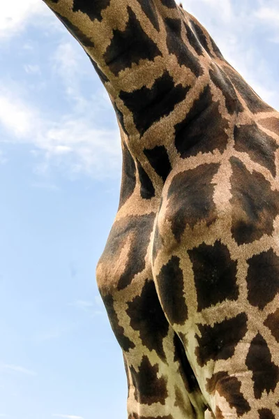 Primo Piano Del Collo Giraffa Davanti Cielo Blu — Foto Stock
